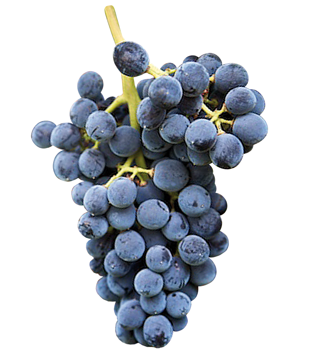 plants de vigne cabernet sauvignon