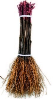 plant injerto certificada